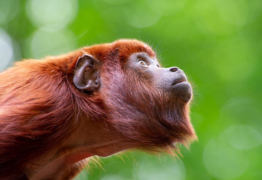 Omhoog kijkende orang-oetan met groene achtergrond