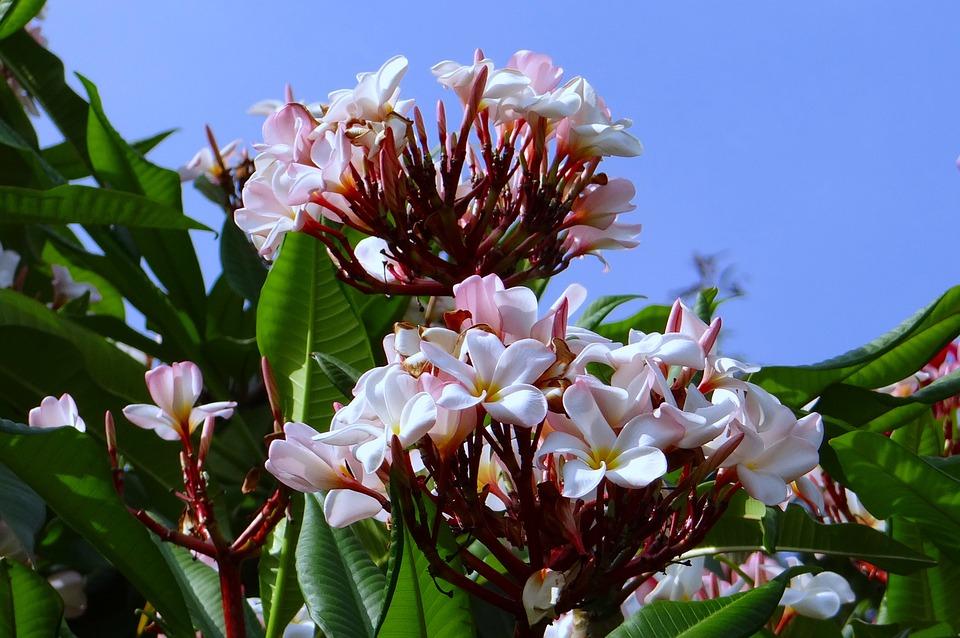 Plumeria ‘Hawaii’ kamerplant (50 - 60 cm)
