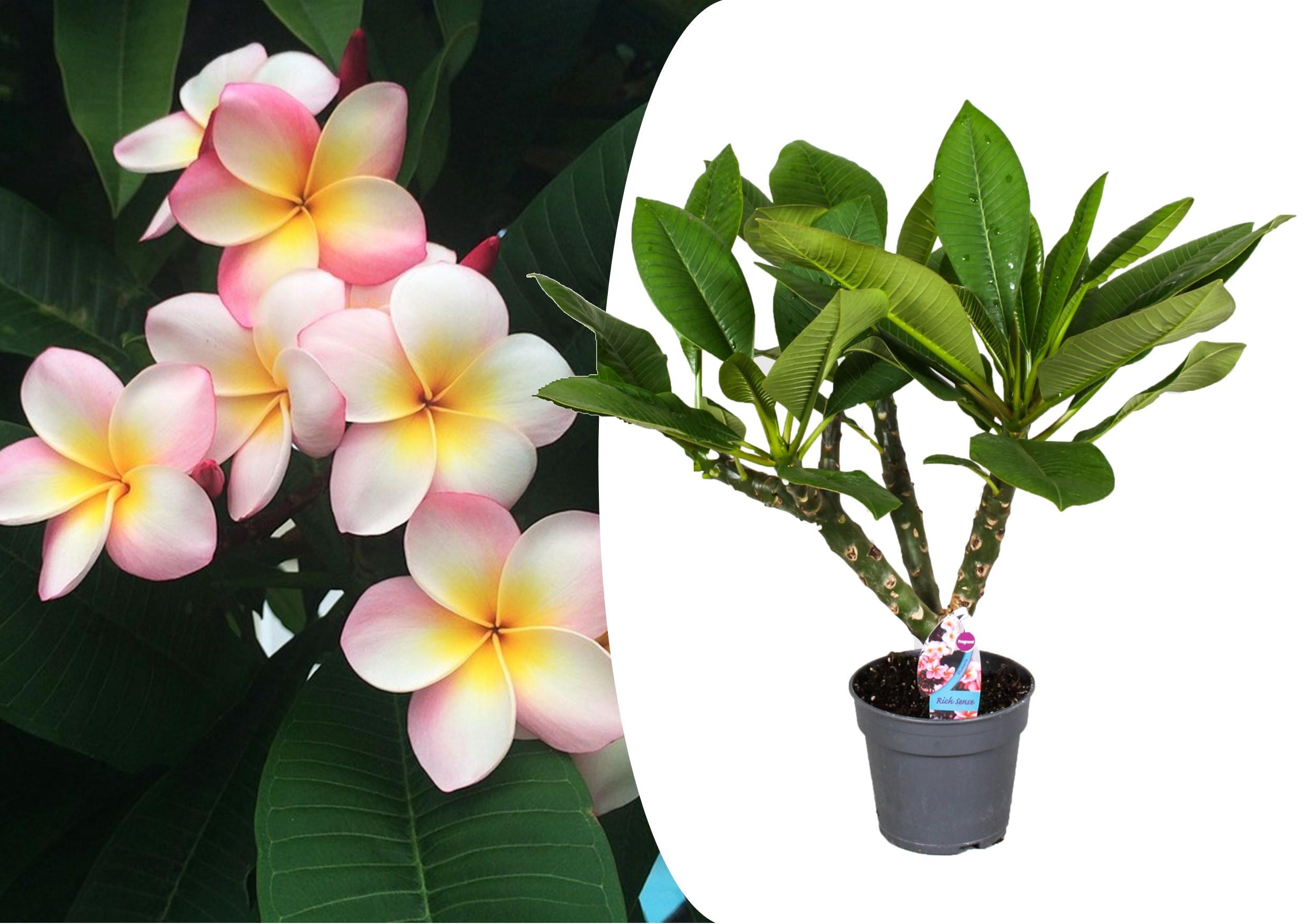 Plumeria ‘Hawaii’ kamerplant (50 - 60 cm)