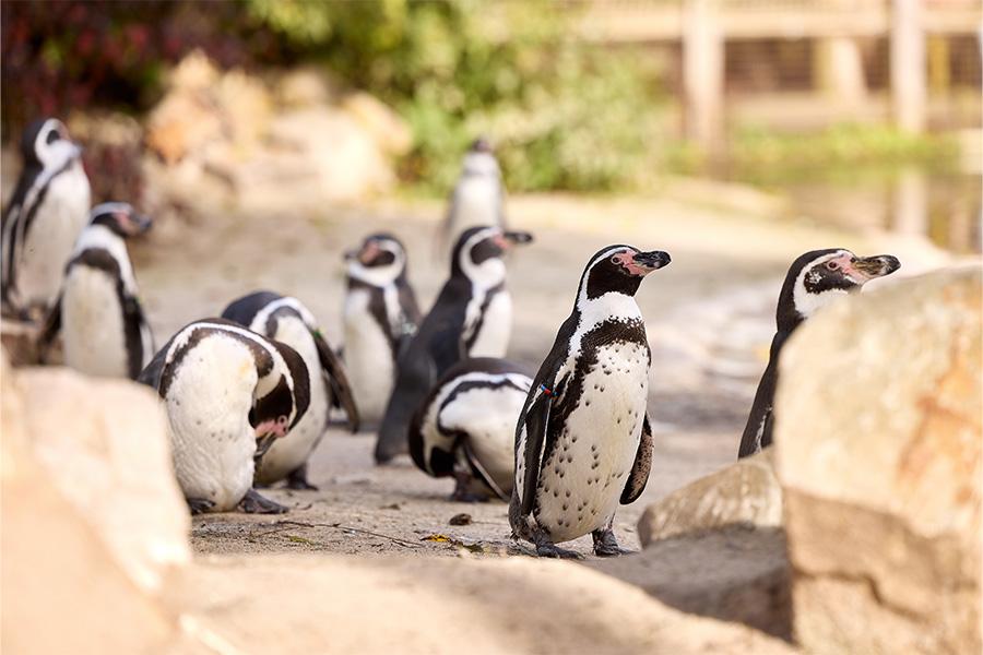 Groep pinguïns in de dierentuin