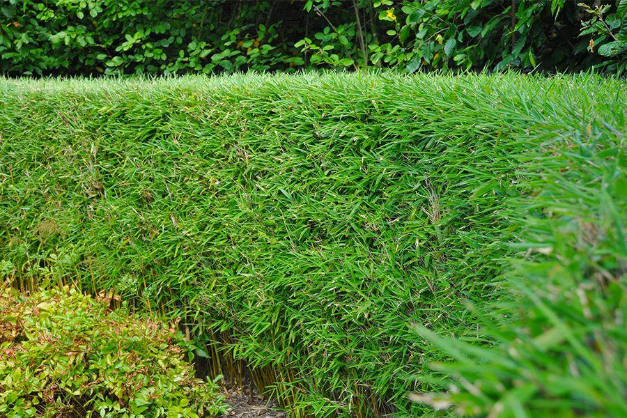 Set van 3 groene bamboe struiken