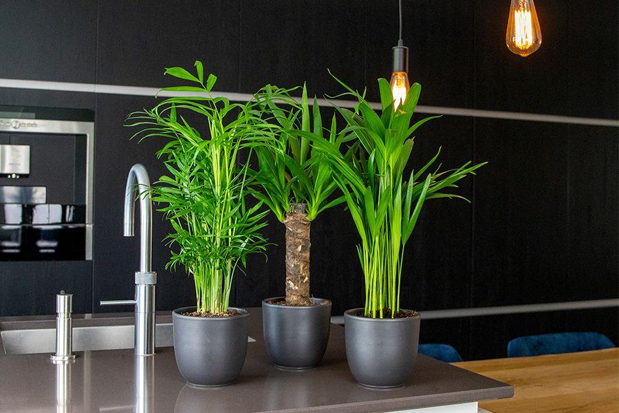 tropische palmen in de keuken