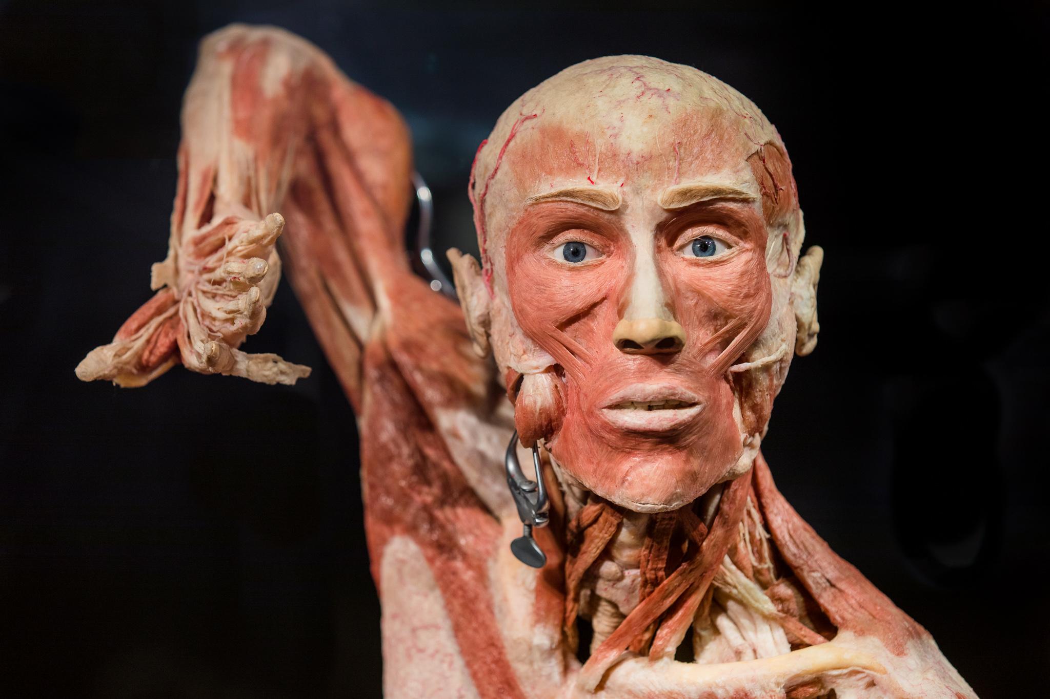 BODY WORLDS entreeticket