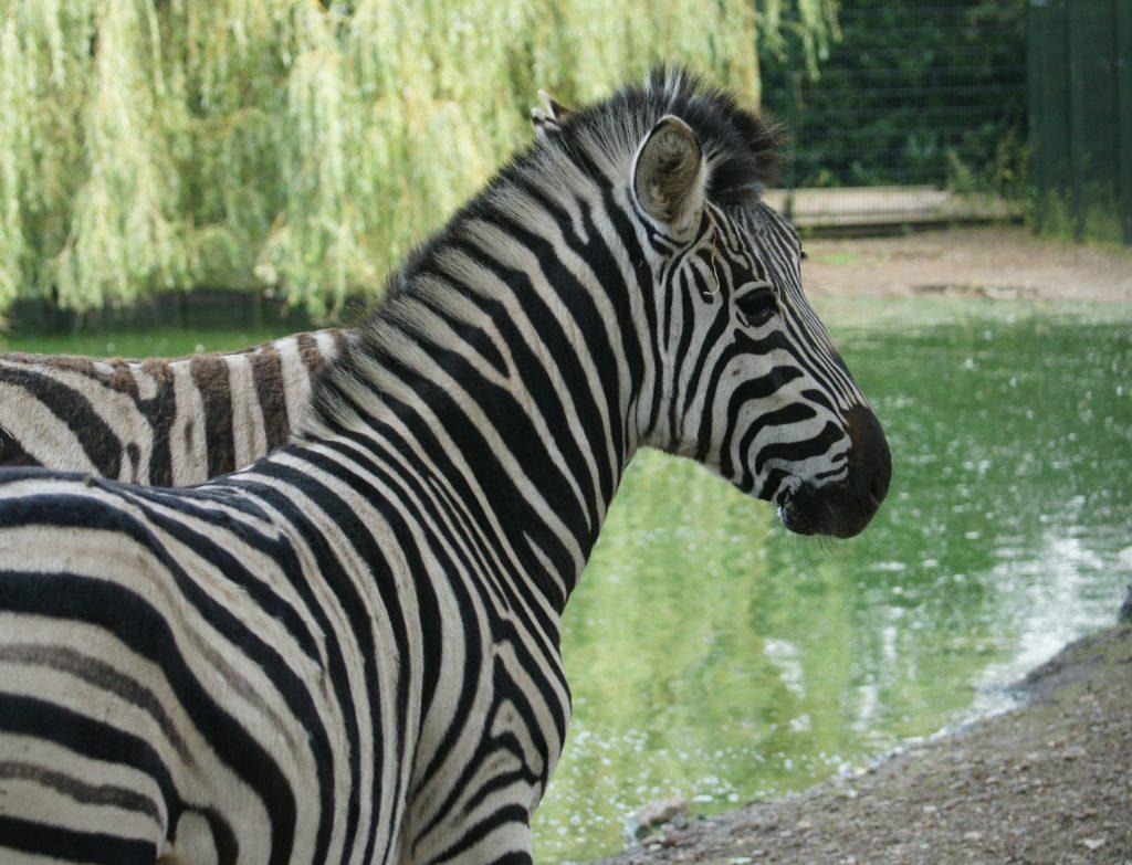 Zoo Veldhoven entreeticket (vlakbij Eindhoven)