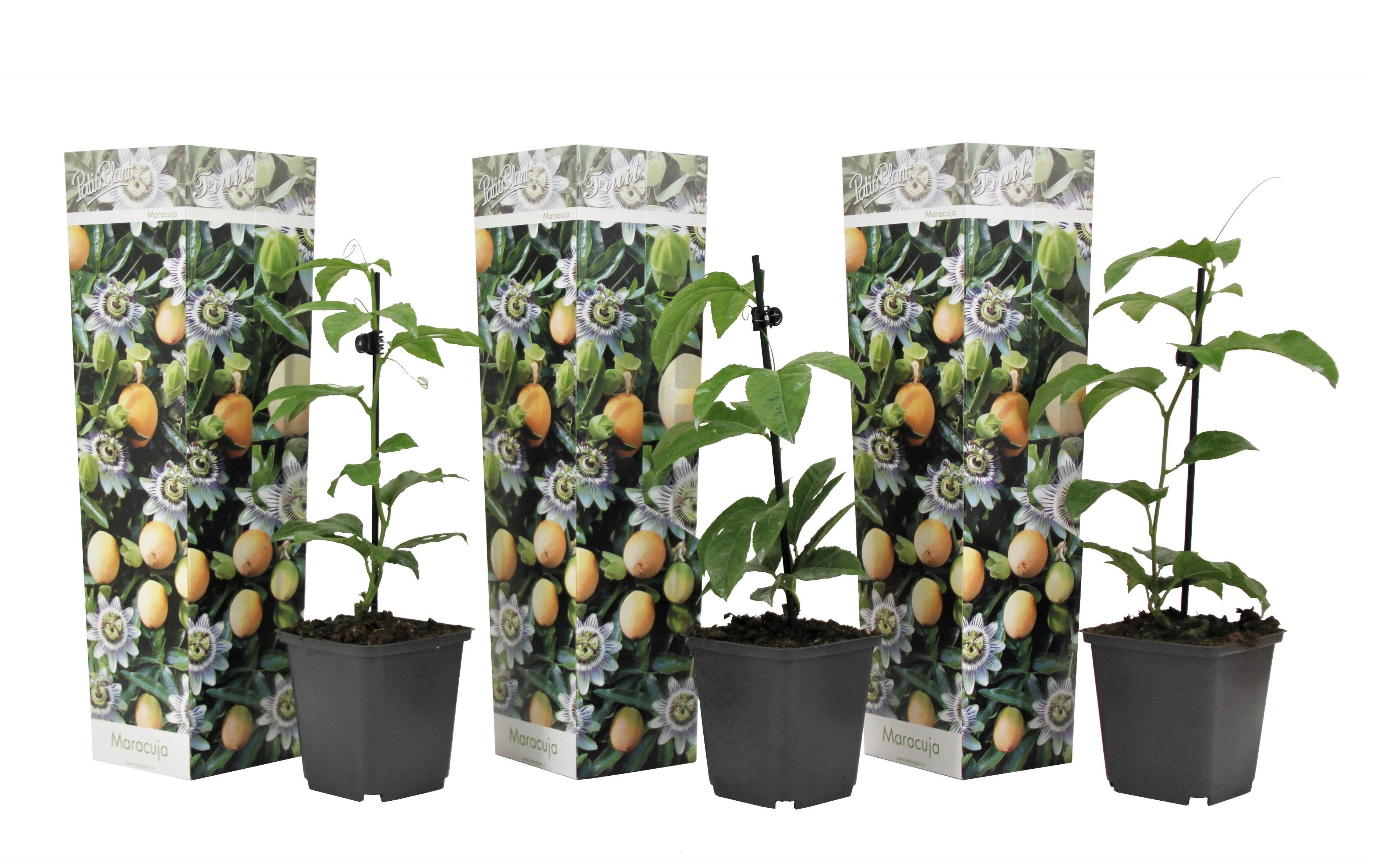 Set van 3 Passiflora-planten