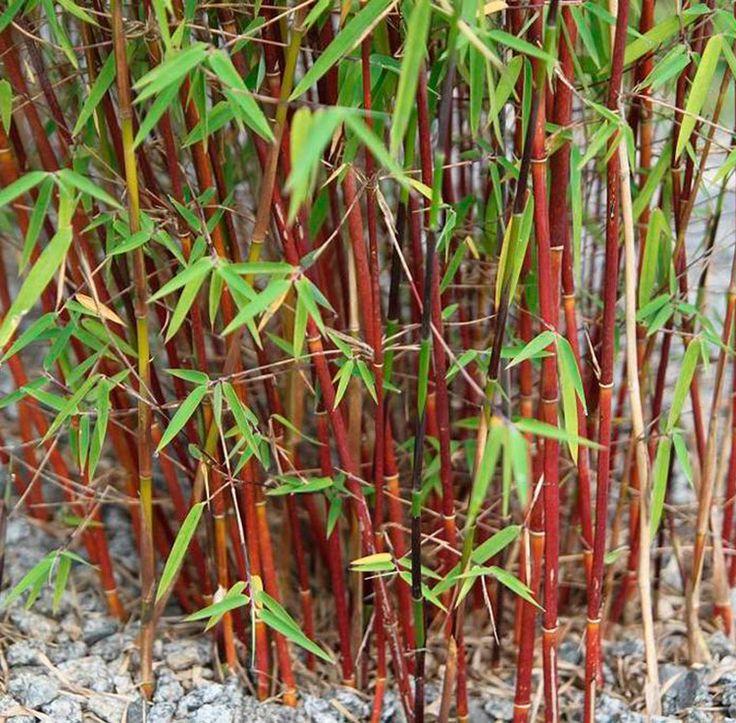 Set van 3 rode bamboestruiken