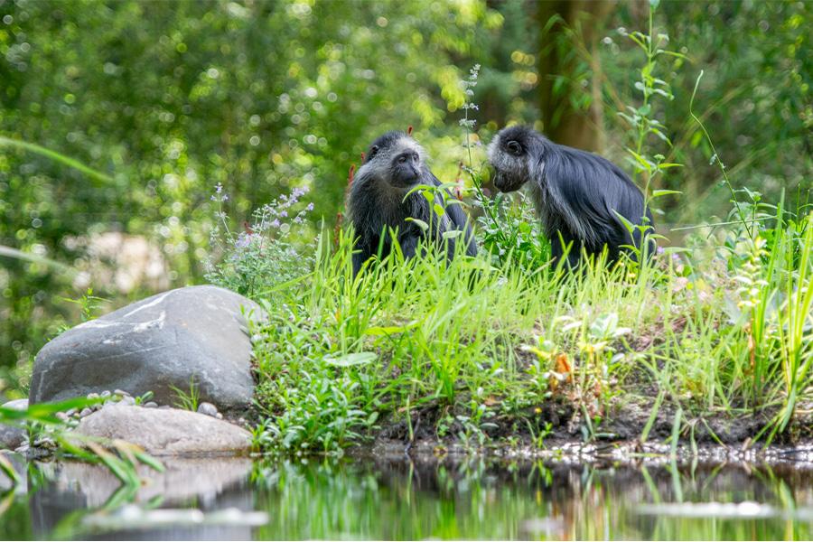 Twee gorilla's aan het water die elkaar aankijken