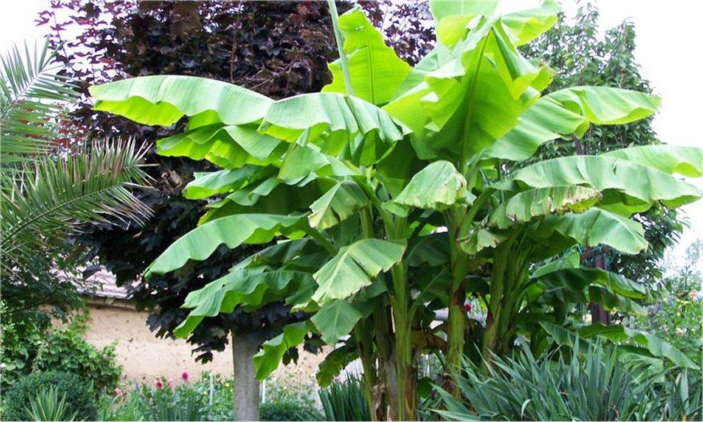 Set van 3 winterharde bananenplanten