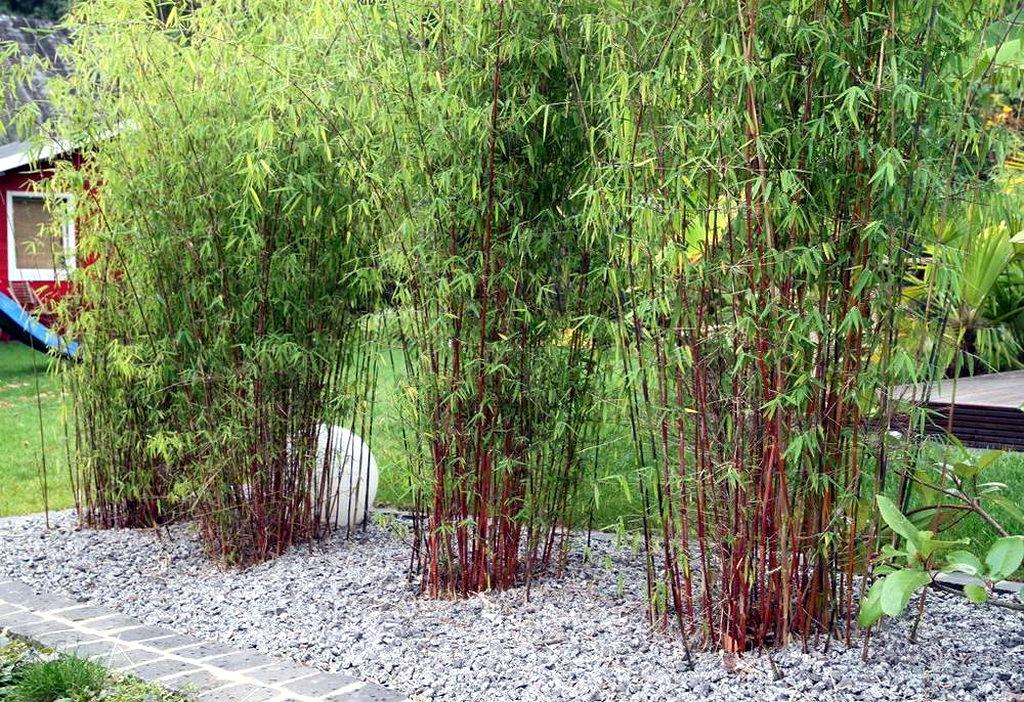 Set van 3 rode bamboestruiken